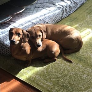 Meet your Posher, Jonas